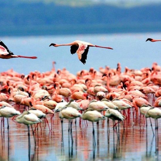 Lake Baringo