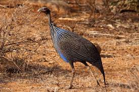 samburu birding safaris 